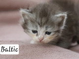5 chatons Sibériens LOOF nés en avril 2026 à réserver