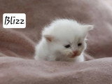 5 chatons Sibériens LOOF nés en avril 2026 à réserver