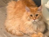 Chat Maine Coon non LOOF d'un an à vendre