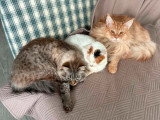 Chat Maine Coon non LOOF d'un an à vendre