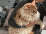 Chat Maine Coon non LOOF d'un an à vendre