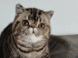 Chaton femelle Exotic Shorthair brown tabby LOOF disponible