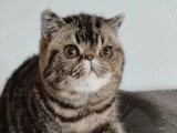 Chaton femelle Exotic Shorthair brown tabby LOOF disponible