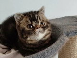 Chaton femelle Exotic Shorthair brown tabby LOOF disponible