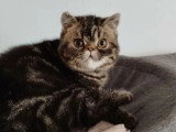 Chaton femelle Exotic Shorthair brown tabby LOOF disponible