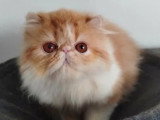 Chaton femelle Persan rousse et blanche inscrit au LOOF à vendre