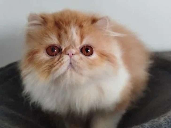 Chaton femelle Persan rousse et blanche inscrit au LOOF à vendre