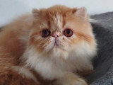 Chaton femelle Persan rousse et blanche inscrit au LOOF à vendre
