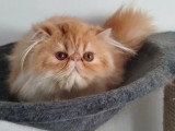 Chaton femelle Persan rousse et blanche inscrit au LOOF à vendre