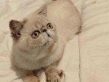 Chaton femelle Exotic Shorthair bleu point LOOF disponible en vente