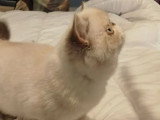 Chaton femelle Exotic Shorthair bleu point LOOF disponible en vente