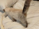 Chaton femelle Exotic Shorthair bleu point LOOF disponible en vente