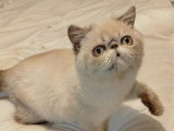 Chaton femelle Exotic Shorthair bleu point LOOF disponible en vente
