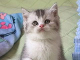 Chaton British Shorthair mâle black silver ticked tabby et blanc LOOF à vendre