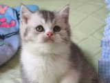 Chaton British Shorthair mâle black silver ticked tabby et blanc LOOF à vendre