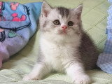 Chaton British Shorthair mâle black silver ticked tabby et blanc LOOF à vendre