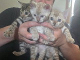Chatons Bengal à vendre