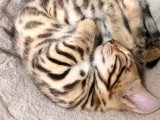 Chatons Bengal à vendre