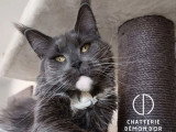 Chatte Maine Coon bleue et blanche de 2021 LOOF à vendre