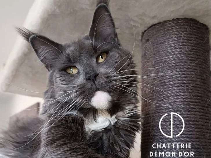 Chatte Maine Coon bleue et blanche de 2021 LOOF à vendre