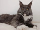 Chatte Maine Coon bleue et blanche de 2021 LOOF à vendre