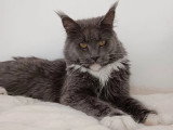 Chatte Maine Coon bleue et blanche de 2021 LOOF à vendre