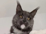 Chatte Maine Coon bleue et blanche de 2021 LOOF à vendre