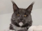 Chatte Maine Coon bleue et blanche de 2021 LOOF à vendre