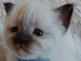 2 chatons Sacré de Birmanie LOOF nés en mai 2026  à réserver