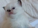 2 chatons Sacré de Birmanie LOOF nés en mai 2026  à réserver