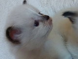 2 chatons Sacré de Birmanie LOOF nés en mai 2026  à réserver