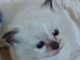 2 chatons Sacré de Birmanie LOOF nés en mai 2026  à réserver