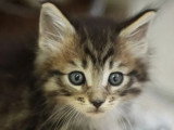 Réservation chaton Maine Coon mâle marron LOOF d'avril 2026