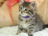 Réservation chaton Maine Coon mâle marron LOOF d'avril 2026