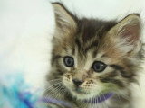 Réservation chaton Maine Coon mâle marron LOOF d'avril 2026