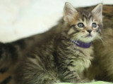 Réservation chaton Maine Coon mâle marron LOOF d'avril 2026