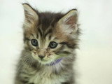 Réservation chaton Maine Coon mâle marron LOOF d'avril 2026