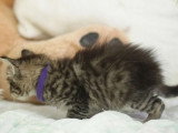 Réservation chaton Maine Coon mâle marron LOOF d'avril 2026
