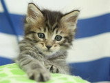 Réservation chaton Maine Coon mâle marron LOOF d'avril 2026