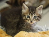 Réservation chaton Maine Coon mâle marron LOOF d'avril 2026