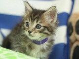 Réservation chaton Maine Coon mâle marron LOOF d'avril 2026