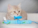Chaton British Shorthair mâle lilac golden shaded LOOF de mars 2026 à réserver
