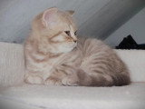Chaton British Shorthair mâle lilac golden shaded LOOF de mars 2026 à réserver