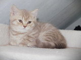 Chaton British Shorthair mâle lilac golden shaded LOOF de mars 2026 à réserver