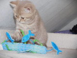 Chaton British Shorthair mâle lilac golden shaded LOOF de mars 2026 à réserver