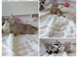 Chaton British Shorthair mâle lilac golden shaded LOOF de mars 2026 à réserver