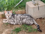Chatte Bengal LOOF de mars 2025 disponible à la vente