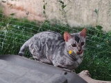 Chatte Bengal LOOF de mars 2025 disponible à la vente