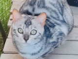 Chatte Bengal LOOF de mars 2025 disponible à la vente