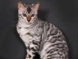 Chatte Bengal LOOF de mars 2025 disponible à la vente